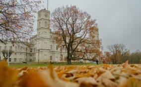 Легендарный Орловский дуб в Гатчинском парке прошел важный этап сохранения