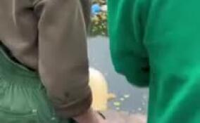 Медведице Хаарчаане из Ленинградского зоопарка подарили тыкву-гигант