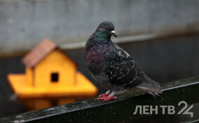 Пасмурно и до +8: прогноз погоды в Ленобласти на 29 октября