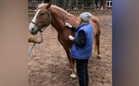 В Ленобласти привили почти 3800 лошадей против сибирской язвы