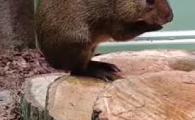 В Ленинградском зоопарке агути Оливер устроил сеанс АСМР-терапии