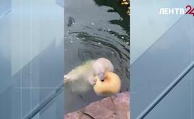 Медведице Хаарчаане подарили тыкву-гиганта