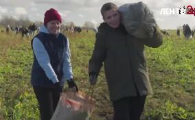 Фермерское хозяйство ищет волонтеров на финальный сбор репы