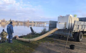 В реку Сясь выпустили 1,6 тыс. сеголеток ладожского сига