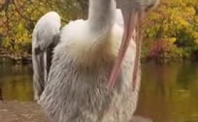 Ленинградский зоопарк показал, как проводит осенний день пеликан Полкан