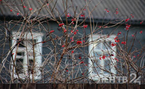 Кратковременные дожди и до +9 градусов: о погоде в Ленобласти 30 октября