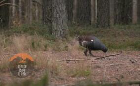 В лесах Ленобласти глухари продолжают глотать камни