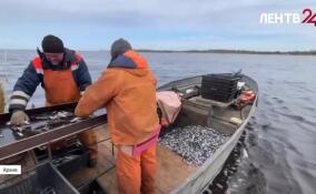 Вылов рыбы в России по итогам года составит около пяти миллионов тонн