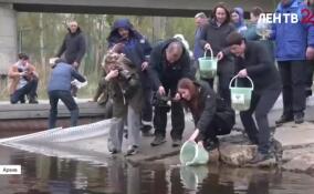 В реку Сясь выпустили 1600 юных сеголеток сига