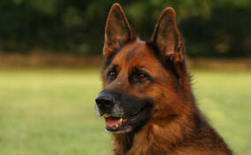 Мужчина выстрелил из ружья в соседскую овчарку, забежавшую на его участок в Бойково