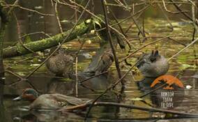 В петербургском парке объявились свистунки