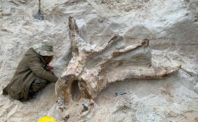 Под Лугой найден древнейший пень Ленобласти возрастом 385 миллионов лет