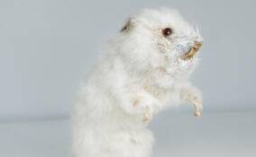 В Международном центре реставрации обновили чучело сирийского хомяка