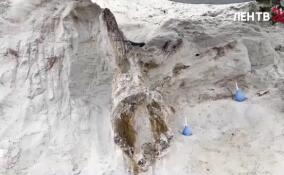 Под Лугой обнаружен древнейший пень Ленобласти