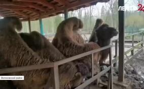 В Приюте Белоснежки устроили праздник для подопечных в честь Хэллоуина