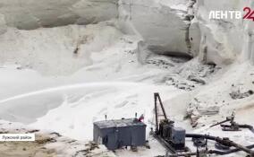 Под Лугой обнаружен древнейший пень Ленобласти