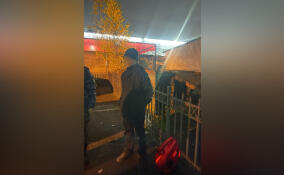 Подросток в Петербурге планировал поджечь патрульные автомобили