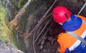 Тосненские спасатели вытащили из колодца бродячую собаку