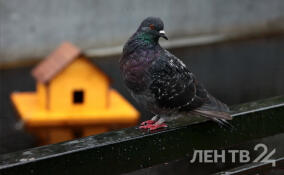 Дожди и до +12 градусов: о погоде в Ленобласти 5 ноября