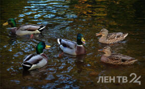 Аномально тепло и дожди пообещали жителям Ленобласти 5 ноября