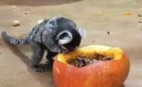 В Ленинградском зоопарке обыкновенные игрунки получили тыкву с сюрпризом