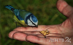 Небольшие дожди и до +12 градусов: о погоде в Ленобласти 6 ноября