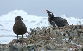 Ученый рассказал, какие животные и птицы выводят потомство на острове Кинг-Джордж