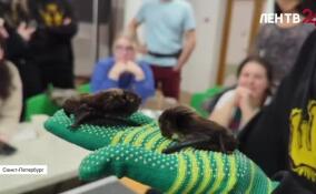 В Ленинградском зоопарке прошла первая встреча Школы летучемышиного волонтера