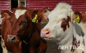 Самое вкусное молоко в Ленобласти производят в хозяйстве «Оредежский»