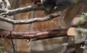 Ленинградский зоопарк рассказал про яркую белку Превоста