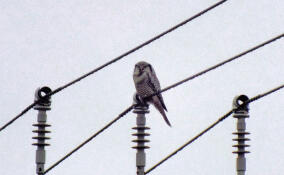 В Приозерске школьники поймали в объектив камеры редкую ястребиную сову