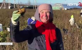 Ижорская репа: в Гатчинском округе прошел последний в сезоне сбор урожая