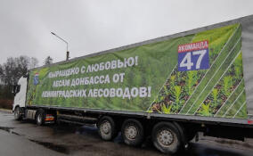 На Донбасс отправят 740 тысяч сеянцев сосны из Ленобласти