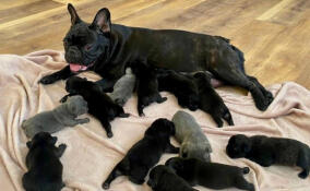 Рекорд Петербурга: французский бульдог Герда родила 12 щенков