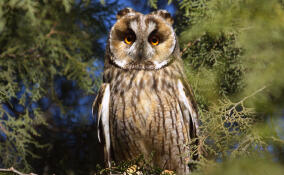 Заповедники или парки? В Петербурге спорят о защите флоры и фауны в музеях-заповедниках