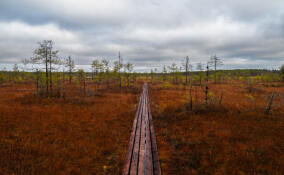 Александр Дрозденко поделился ноябрьскими кадрами из Нижне-Свирского заповедника