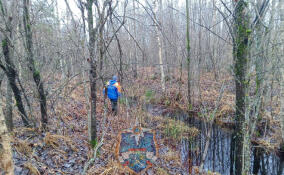В лесу у станции Глажево заблудились двое мужчин