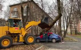 Дерево свалилось на машину в Красногвардейском районе Петербурга