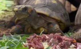 В Ленинградском зоопарке у угольных черепах Микеланджело и Памелы пополнение