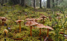 Ароматные и нежные на вкус: леса Ленобласти полны трубчатых лисичек