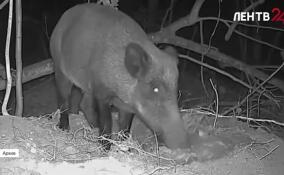 В Ленобласти начался брачный период у кабанов