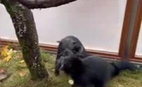 Ленинградский зоопарк показал, как резвятся бинтуронги Карла и Тоши