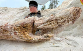 Найденное в Ленобласти древнейшее дерево исследуют ученые СПбГУ