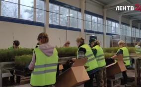 Из Лужского лесного селекционно-семеноводческого центра на Донбасс были направлены 740 тысяч сеянцев сосны