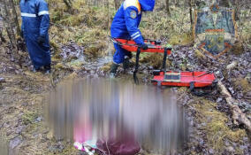 В лесу в Тосненском районе нашли погибшей пожилую женщину