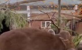 Ленинградский зоопарк предложил посмотреть на обед китайских мунтжаков