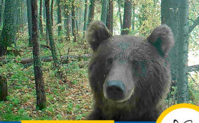 В заповедниках Ленобласти активизировались медведи