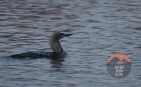 На Ладожском озере остановились для отдыха удивительные чернозобые гагары