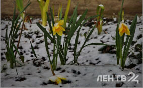 В Ленобласти сформировался первый снежный покров