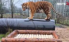 Подопечные «Дома тигра» получили самодельные лежанки